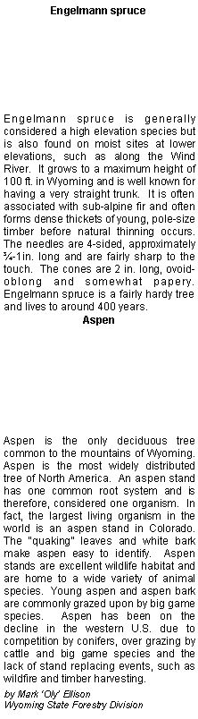 Text Box: Engelmann spruceEngelmann spruce is generally considered a high elevation species but is also found on moist sites at lower elevations, such as along the Wind River.  It grows to a maximum height of 100 ft. in Wyoming and is well known for having a very straight trunk.  It is often associated with sub-alpine fir and often forms dense thickets of young, pole-size timber before natural thinning occurs.  The needles are 4-sided, approximately �-1in. long and are fairly sharp to the touch.  The cones are 2 in. long, ovoid-oblong and somewhat papery.  Engelmann spruce is a fairly hardy tree and lives to around 400 years.AspenAspen is the only deciduous tree common to the mountains of Wyoming.  Aspen is the most widely distributed tree of North America.  An aspen stand has one common root system and is therefore, considered one organism.  In fact, the largest living organism in the world is an aspen stand in Colorado.  The �quaking� leaves and white bark make aspen easy to identify.  Aspen stands are excellent wildlife habitat and are home to a wide variety of animal species.  Young aspen and aspen bark are commonly grazed upon by big game species.  Aspen has been on the decline in the western U.S. due to competition by conifers, over grazing by cattle and big game species and the lack of stand replacing events, such as wildfire and timber harvesting.     by Mark �Oly� EllisonWyoming State Forestry Division