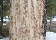 Beetle Gallery Tree