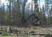 Dead Tree removal at Hat Butte