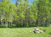 Aspen Stands are FIREWISE