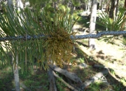 Dwarf Mistletoe a parasitic killer